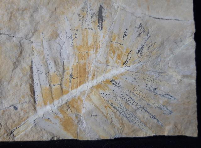 Zamites feneonis BRONGNIART - Bild &copy; FossNet FossilienStore